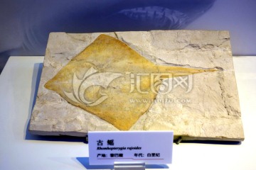 鱼化石 古鳐
