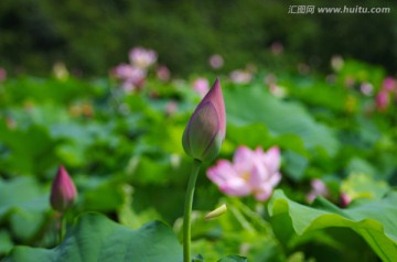 荷花 亭亭玉立