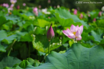 荷花 亭亭玉立