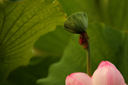 荷花莲蓬