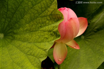 掩面荷花水滴