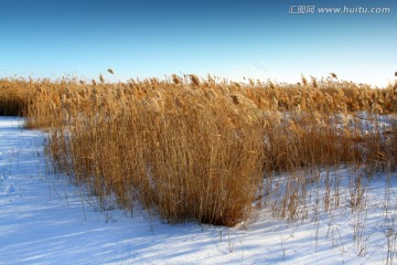 湿地 芦苇 冬天 白雪