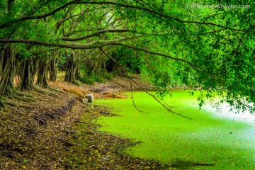 绿树池塘背景