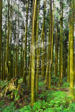 台湾阿里山柳杉