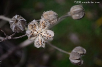 木芙蓉果实