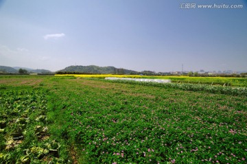 长满紫云英的田野