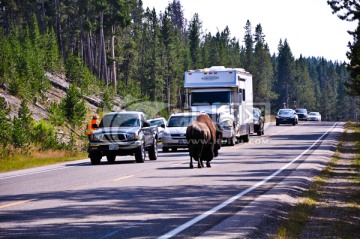 公园公路上的野生牦牛