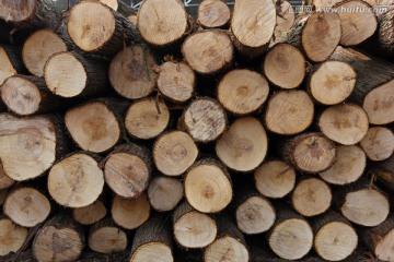 木材 木料堆