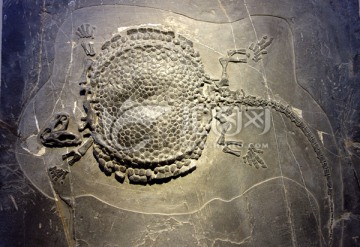 楯齿龙 化石