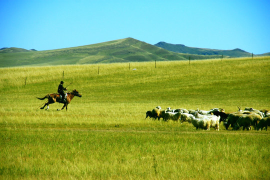 草原牧场骑马羊群