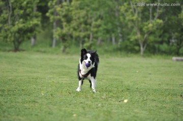 边境牧羊犬