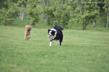 边境牧羊犬