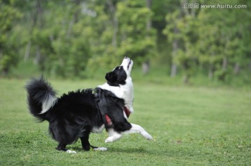 边境牧羊犬