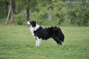 边境牧羊犬