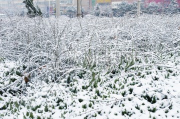 雪景