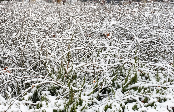 雪景 枝条