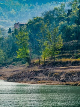 江岸绿树