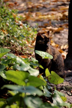 黑猫