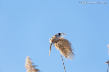 纹须雀