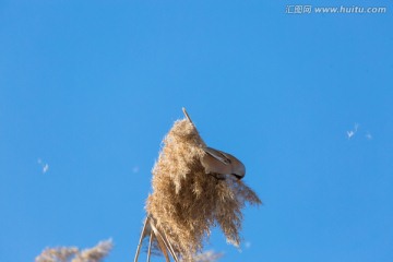 纹须雀