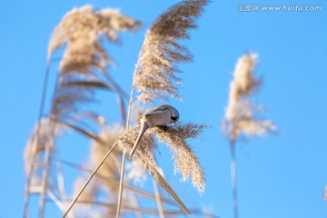 纹须雀