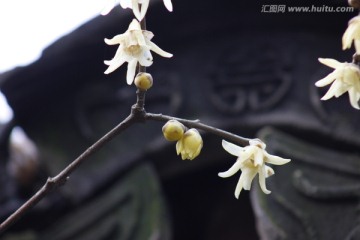 迎春花