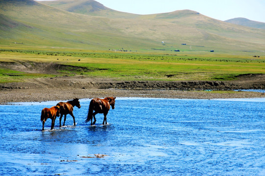 草原河流中奔跑的马群