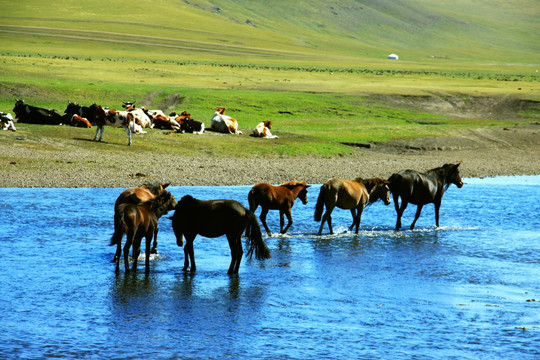 夏季草原上河流中的马群