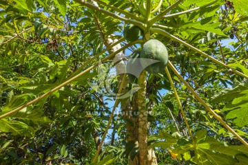 木瓜原植株