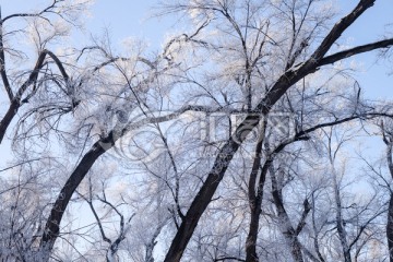 雪景