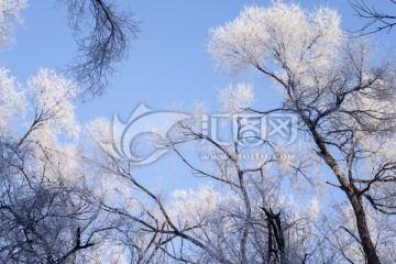 雪淞