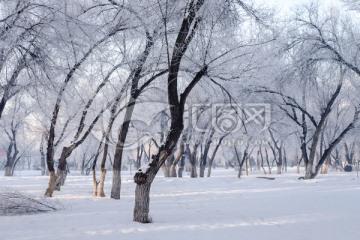 雪景