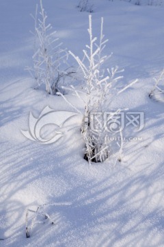 白雪