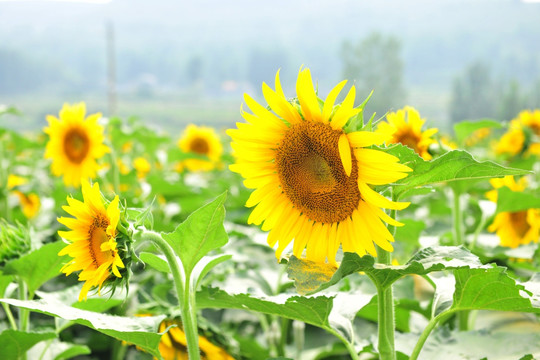 向日葵 葵花