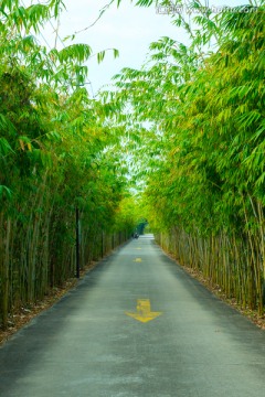 竹林小路竖幅