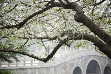 樱花 小桥