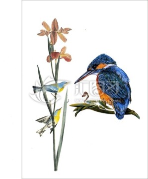 花卉 鳥