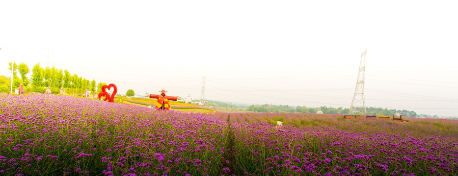 马鞭草