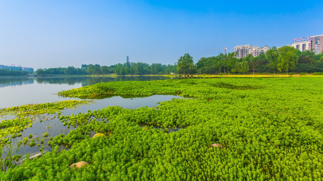 双流湿地公园