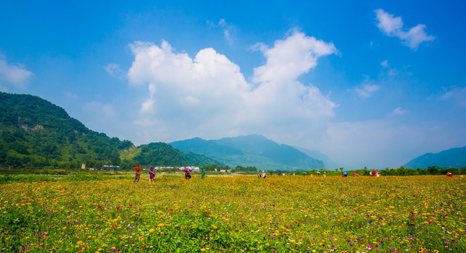 彭州花海