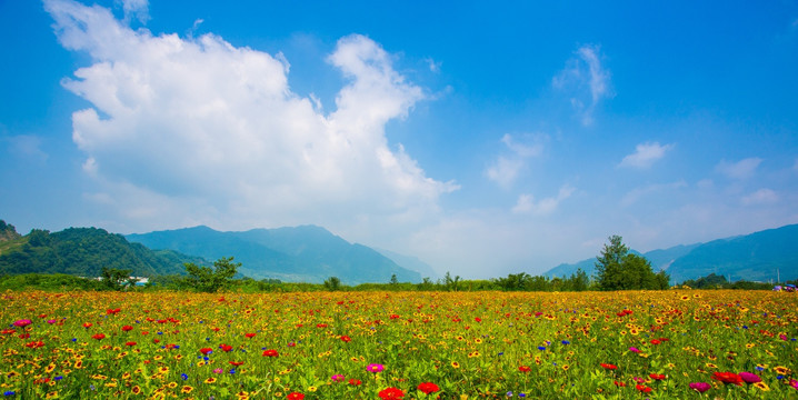 彭州花海