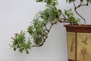 菊花盆景