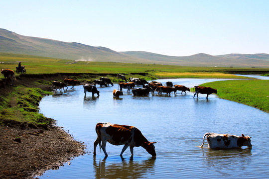 草原牧场河流牛群