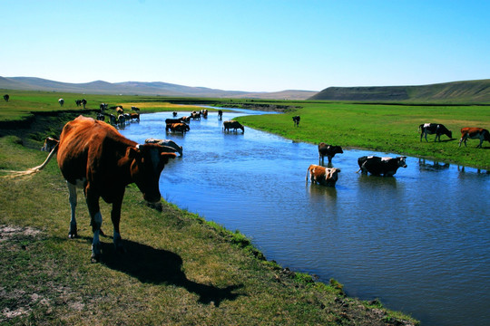 草原牧场喝水的牛群