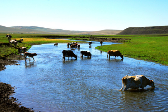 夏季草原河流中的牛群