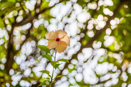 芙蓉花