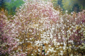 花卉裝飾畫 玉蘭花林