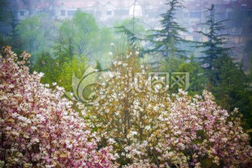 花卉裝飾畫 玉蘭花林