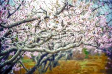 抽象花卉