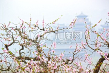 花卉裝飾畫(huà) 桃花枝